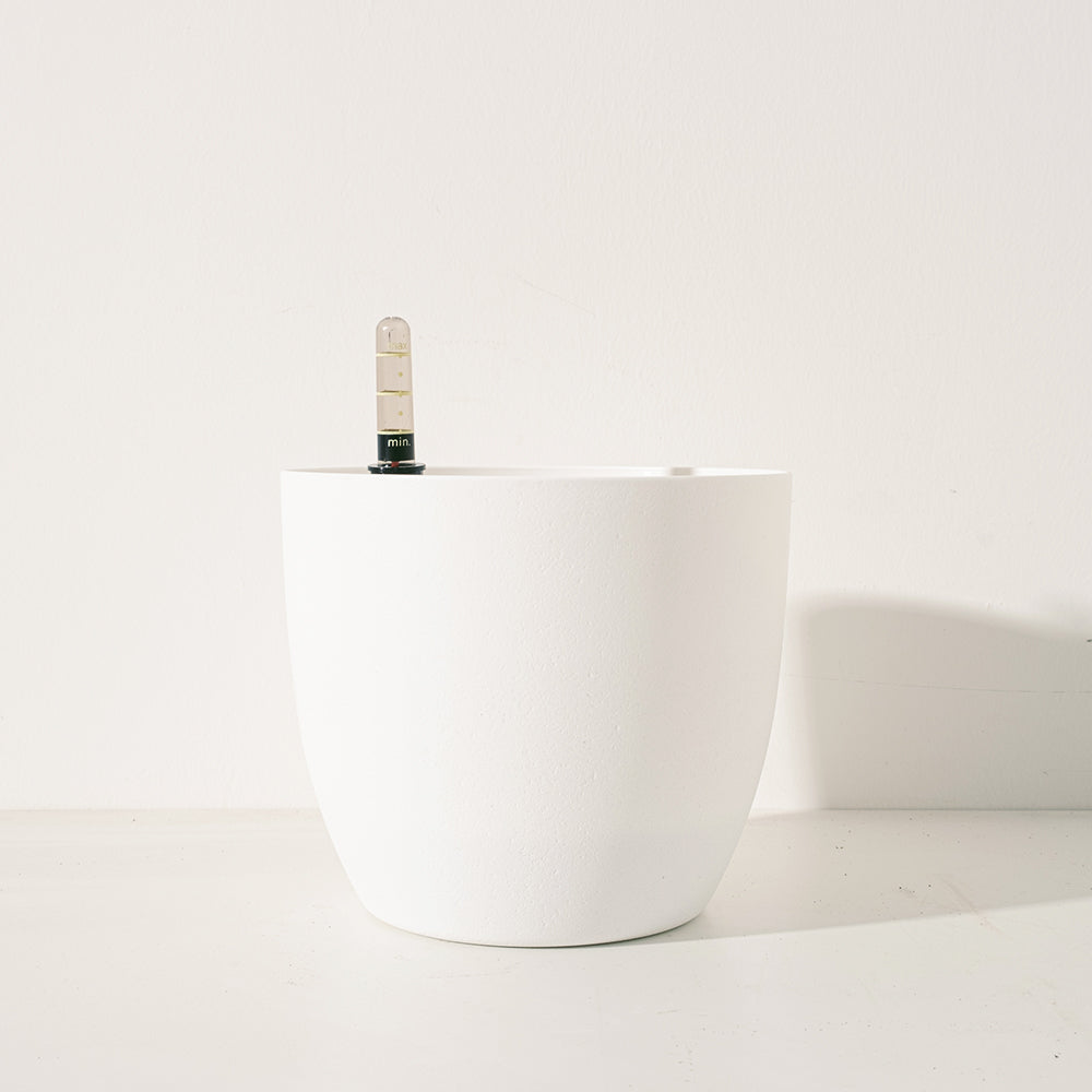 歐洲接骨木 | 歐陸傳說,重獲新生 | 西洋接骨木 | 好照顧|食用花|陽光植物