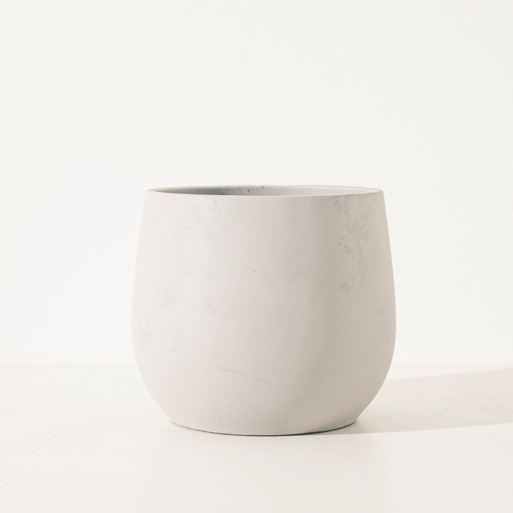 斑葉榆樹 | 富貴生財 | 分解有毒氣體 | 錢榆 | 陽光植物