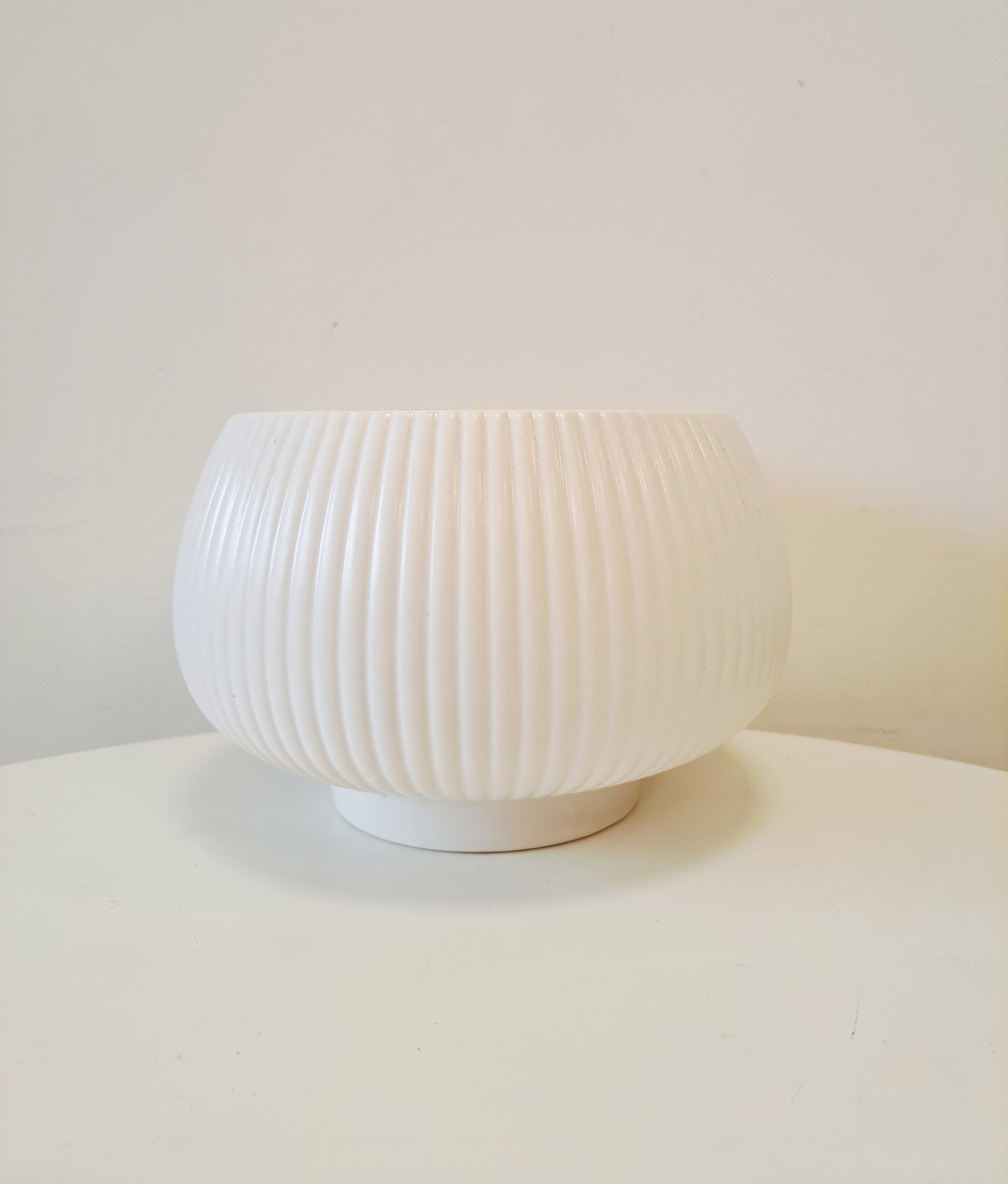 波士頓腎蕨 | 蕨類植物 | 室內植物 | 淨化甲醛