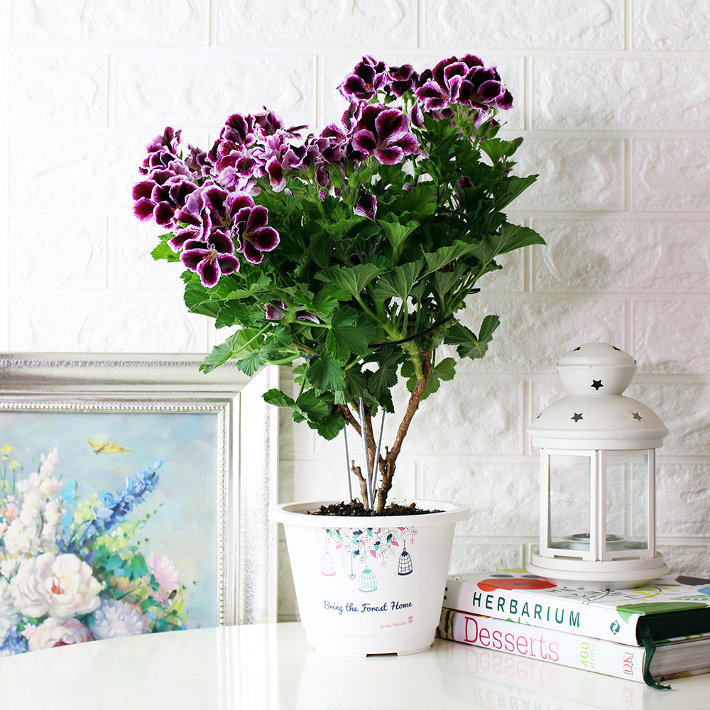 星光天竺葵 | 馬蹄紋天竺葵 | 食用花 | 已開花 | 花色隨機出貨 | 陽光植物