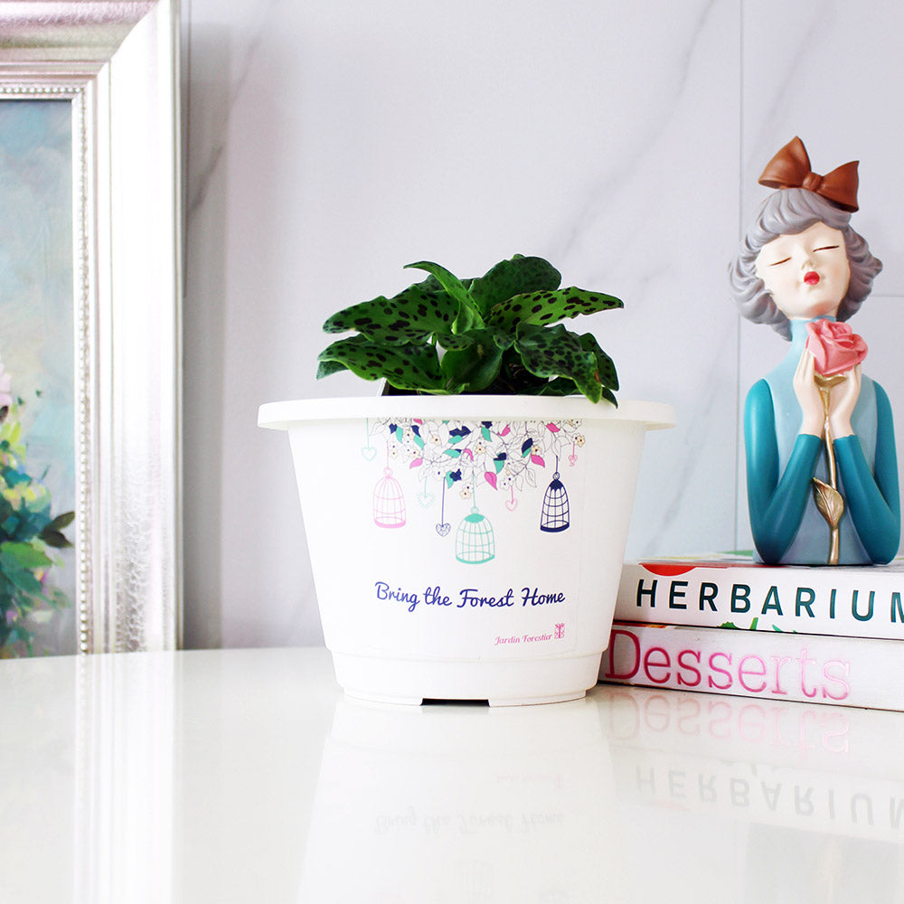 油點百合盆栽 | 花豹的耳朵 | 會開花且花會香 | 多肉植物