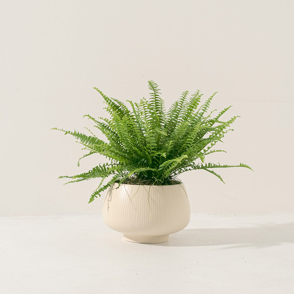 波士頓腎蕨 | 蕨類植物 | 室內植物 | 淨化甲醛