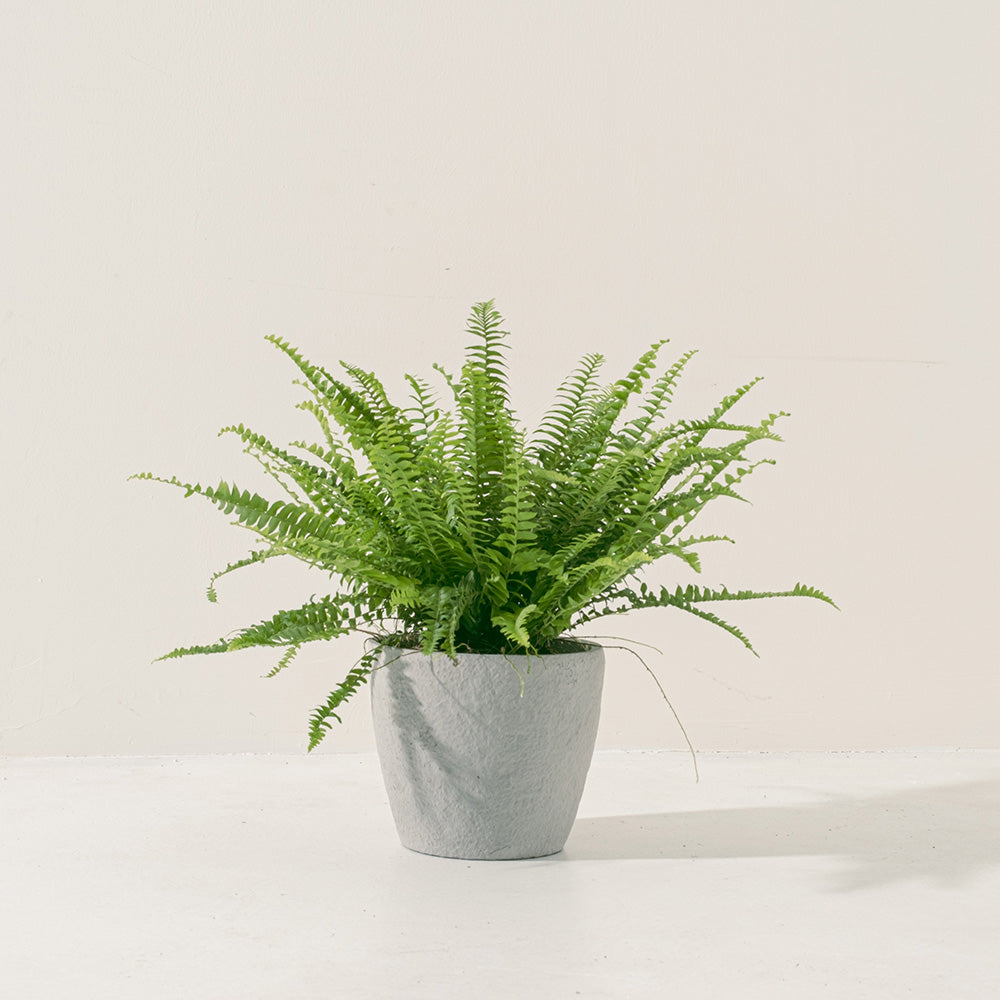 波士頓腎蕨 | 蕨類植物 | 室內植物 | 淨化甲醛