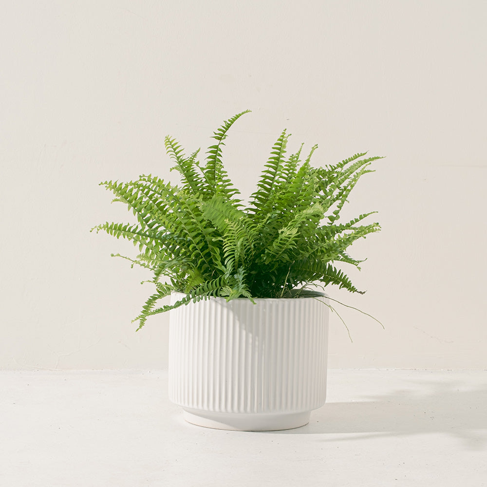 波士頓腎蕨 | 蕨類植物 | 室內植物 | 淨化甲醛