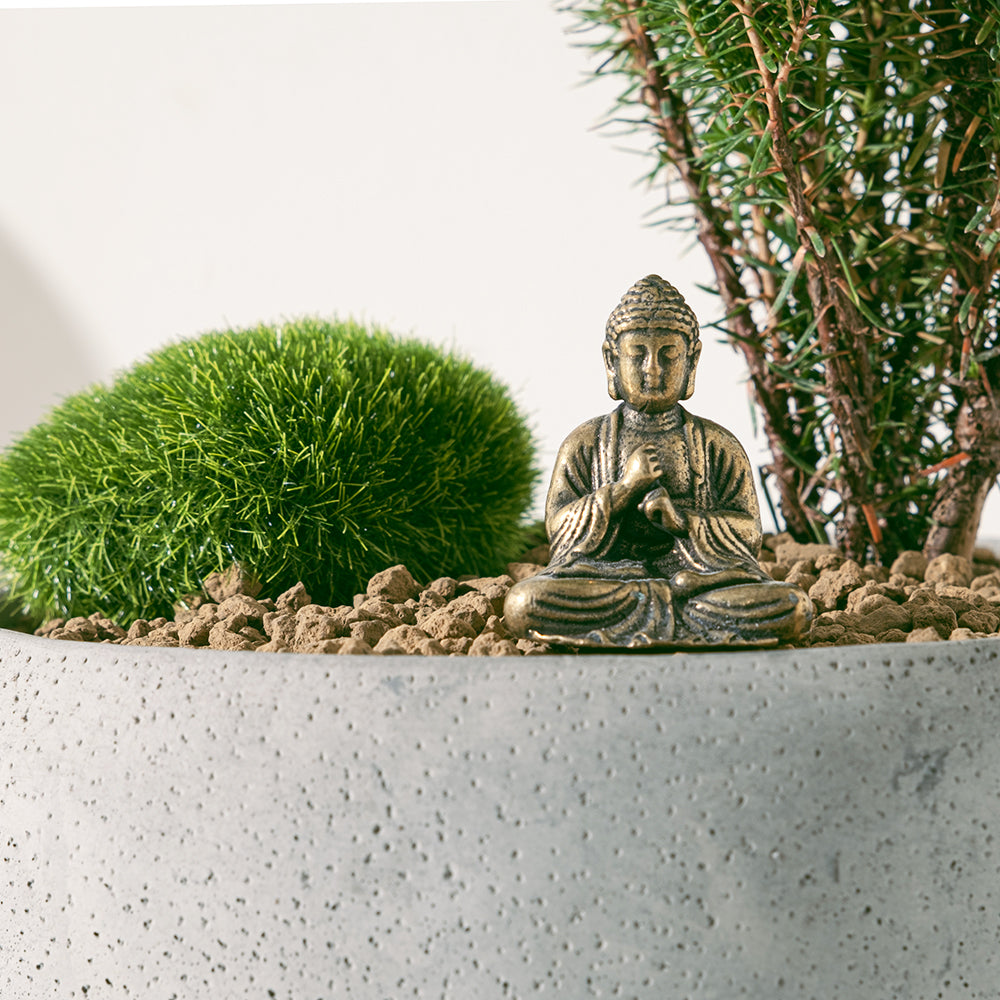 禪風小花園 | 日本黑雲柏 | 純黃銅佛祖 | 陽光植物