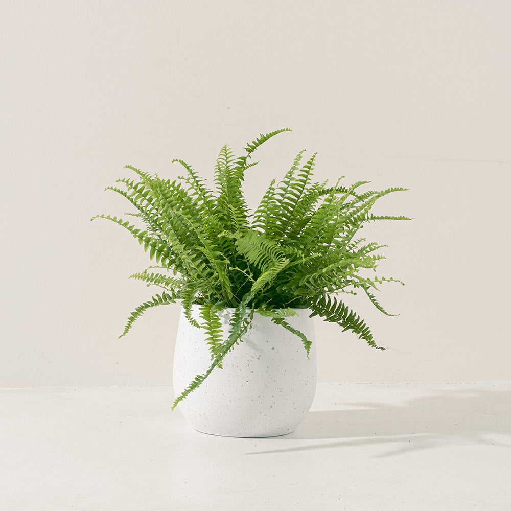 波士頓腎蕨 | 蕨類植物 | 室內植物 | 淨化甲醛