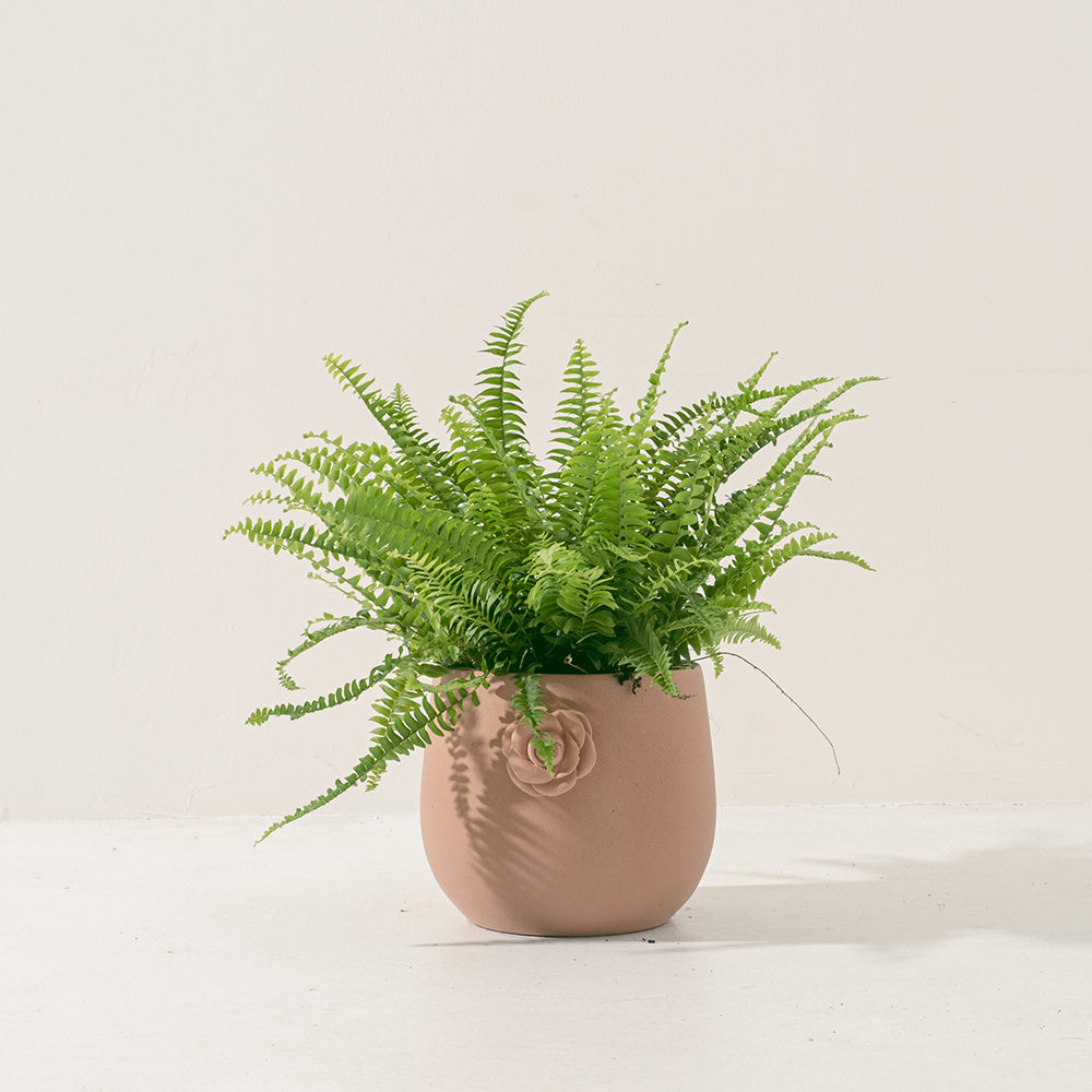 波士頓腎蕨 | 蕨類植物 | 室內植物 | 淨化甲醛