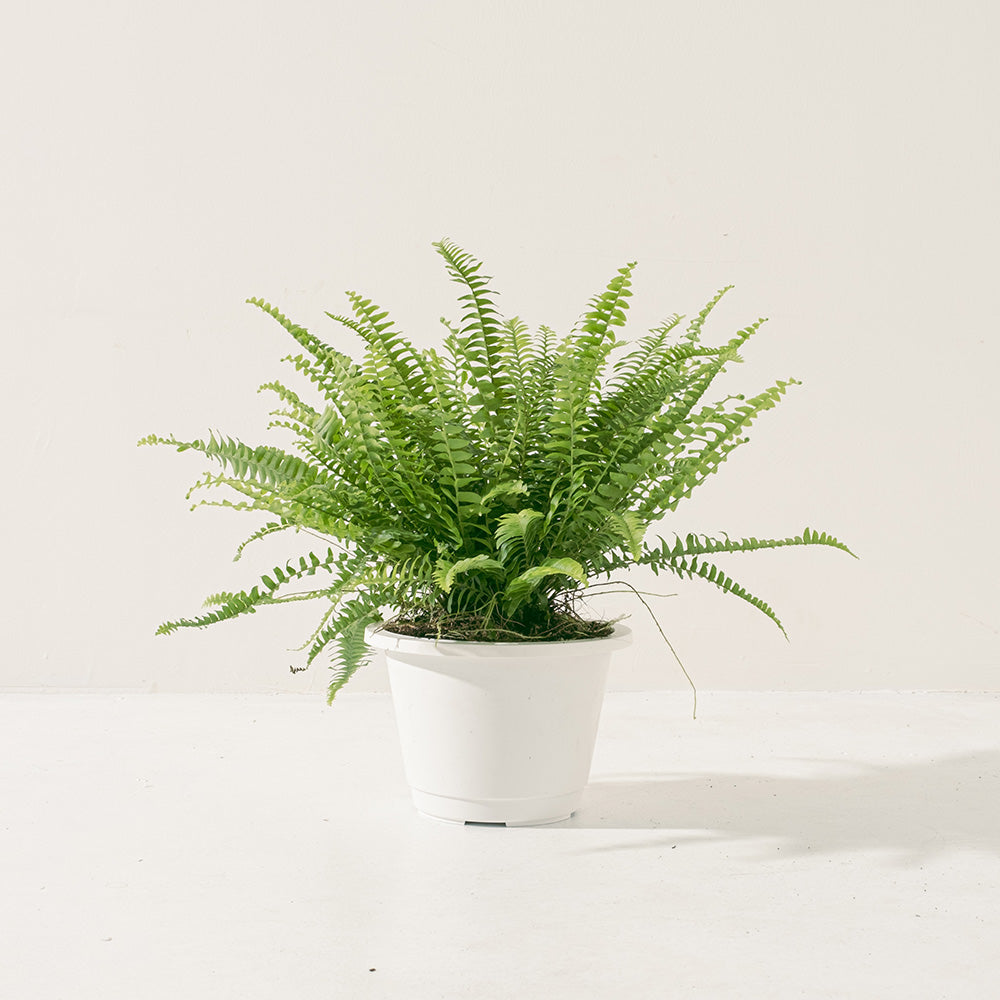 波士頓腎蕨 | 蕨類植物 | 室內植物 | 淨化甲醛