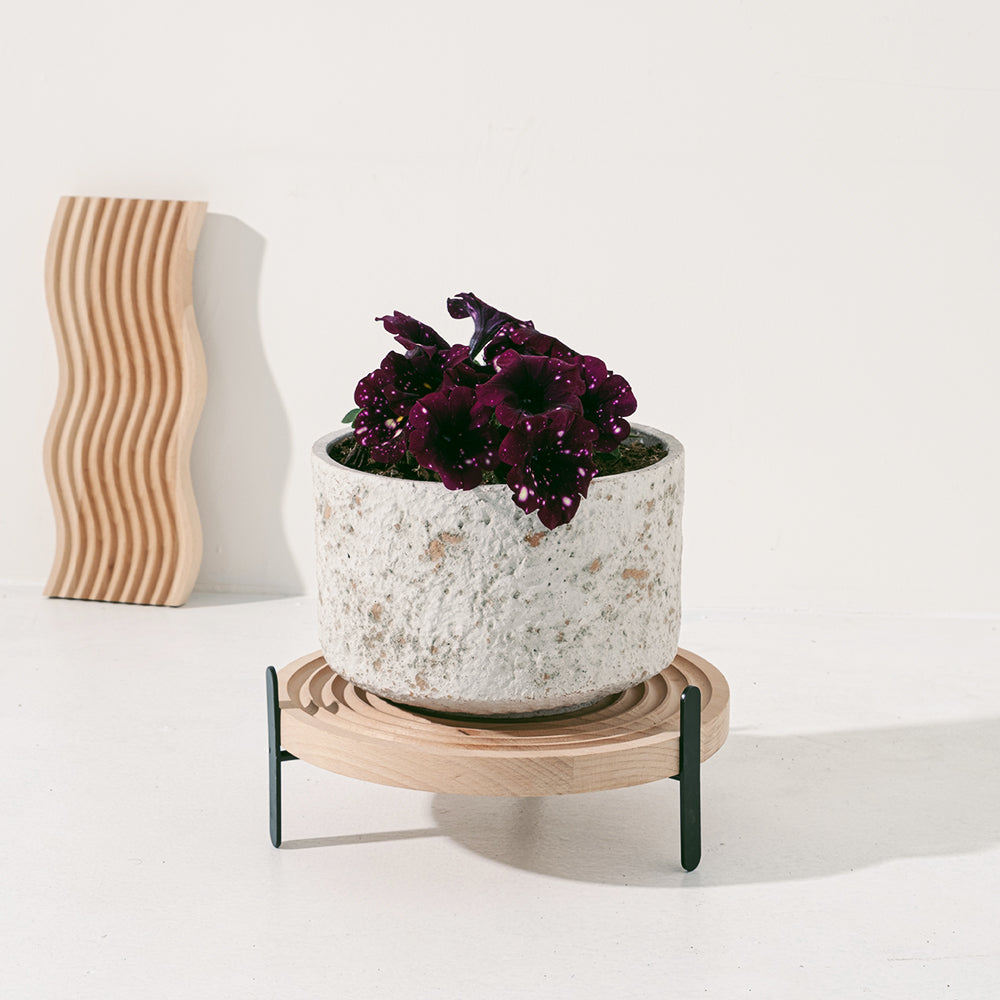 歐洲矮牽牛 | 食用花 | 花色多樣 | 鸚鵡可食用 | 陽光植物