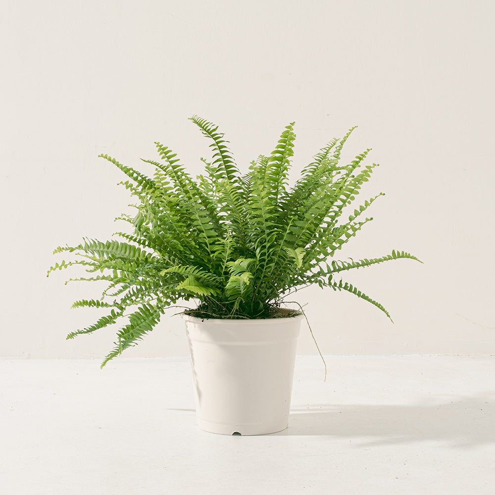 波士頓腎蕨 | 蕨類植物 | 室內植物 | 淨化甲醛