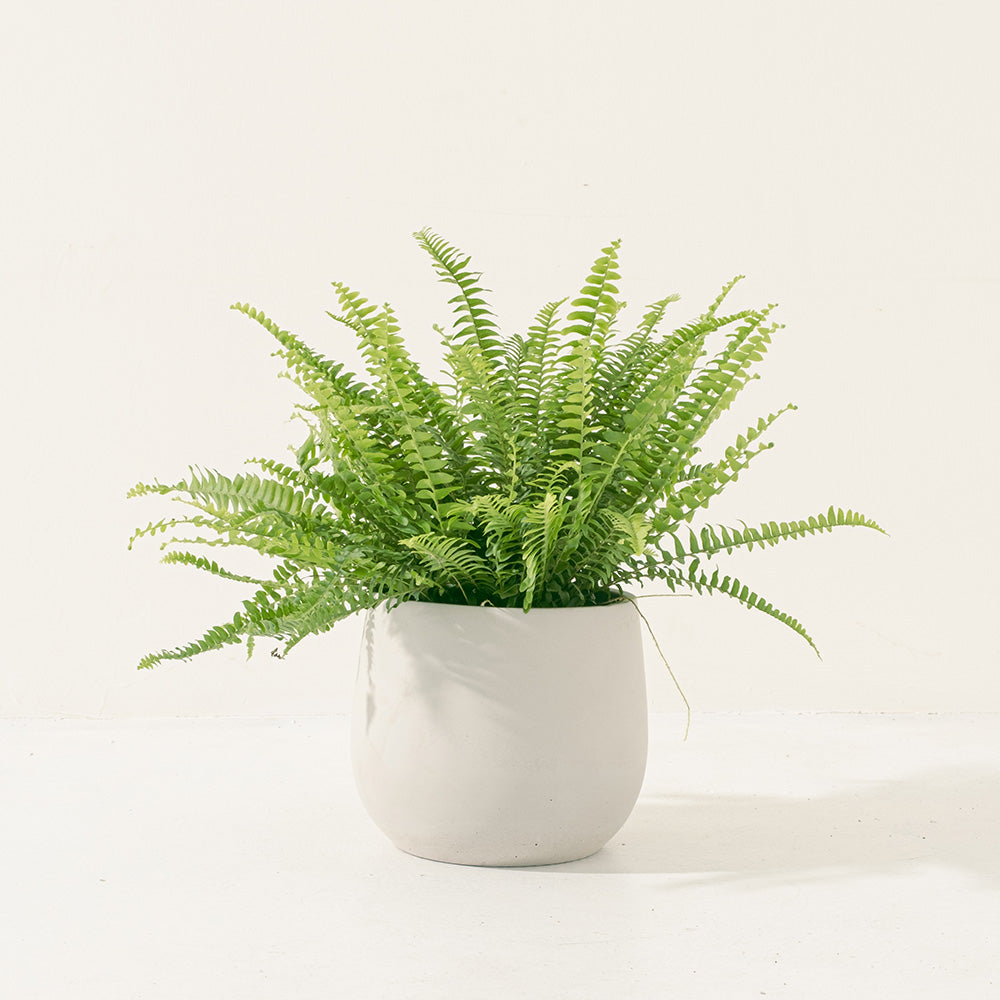 波士頓腎蕨 | 蕨類植物 | 室內植物 | 淨化甲醛