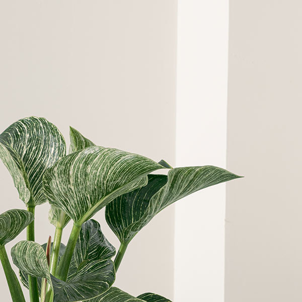 鉑金鑽蔓綠絨 | 鉑金蔓綠絨 | 室內植物
