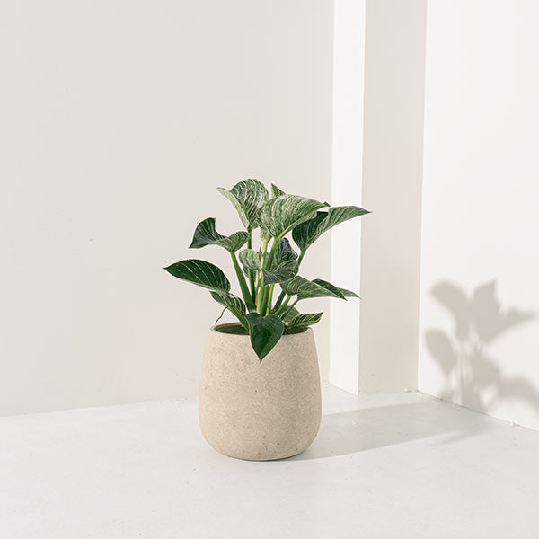 鉑金鑽蔓綠絨 | 鉑金蔓綠絨 | 室內植物