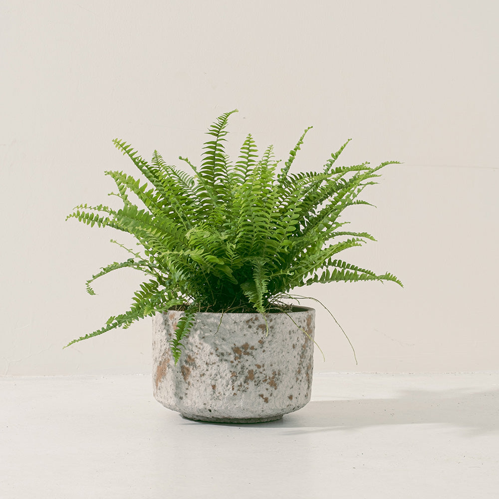 波士頓腎蕨 | 蕨類植物 | 室內植物 | 淨化甲醛