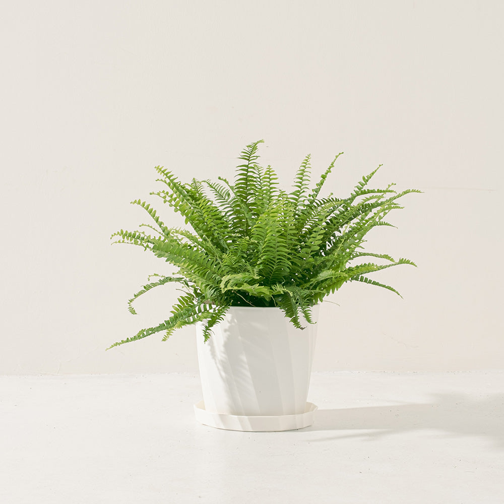 波士頓腎蕨 | 蕨類植物 | 室內植物 | 淨化甲醛