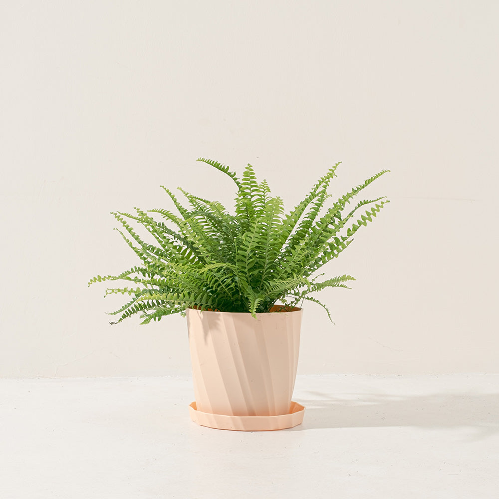 波士頓腎蕨 | 蕨類植物 | 室內植物 | 淨化甲醛