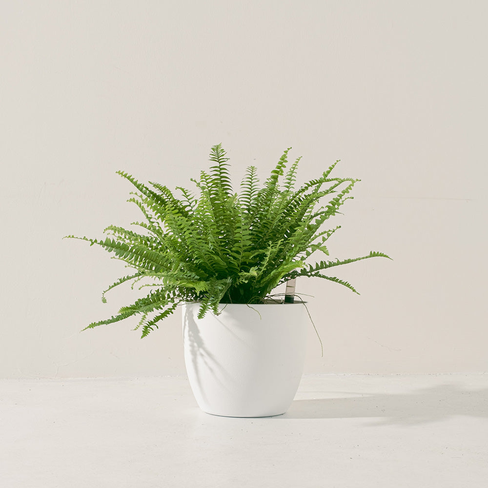 波士頓腎蕨 | 蕨類植物 | 室內植物 | 淨化甲醛