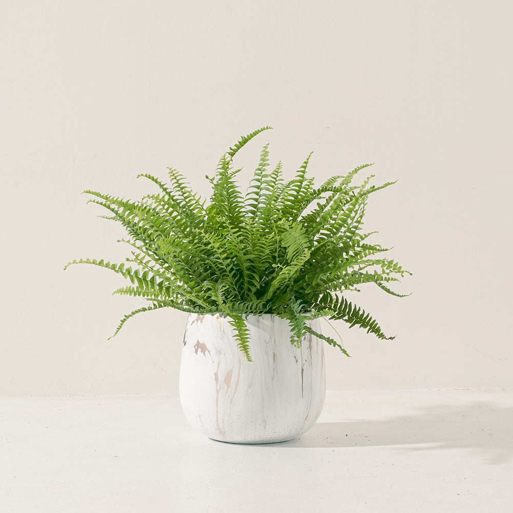 波士頓腎蕨 | 蕨類植物 | 室內植物 | 淨化甲醛