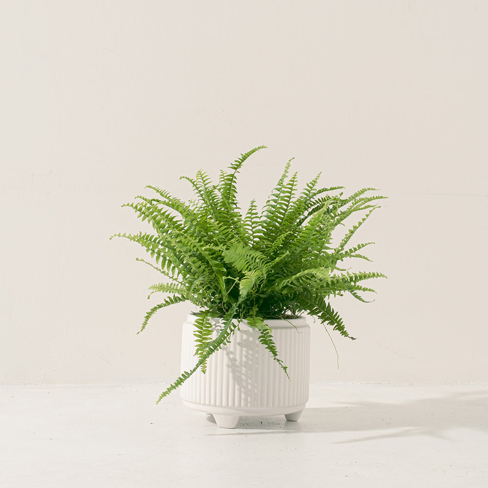 波士頓腎蕨 | 蕨類植物 | 室內植物 | 淨化甲醛