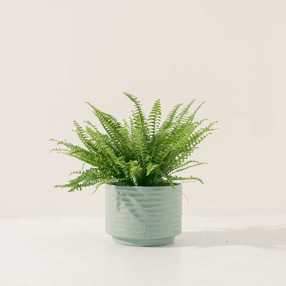 波士頓腎蕨 | 蕨類植物 | 室內植物 | 淨化甲醛