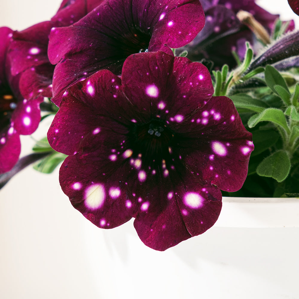 歐洲矮牽牛 | 食用花 | 花色多樣 | 鸚鵡可食用 | 陽光植物