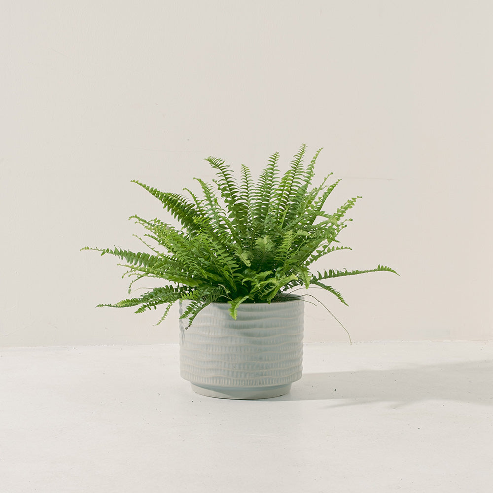 波士頓腎蕨 | 蕨類植物 | 室內植物 | 淨化甲醛