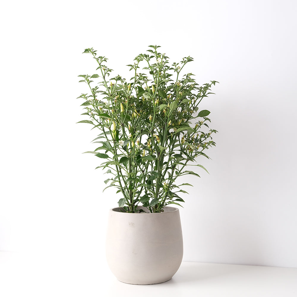 小槍辣椒 | 香氣很棒的辣椒 | 黃色、紅色的果實都可以食用 | 陽光植物