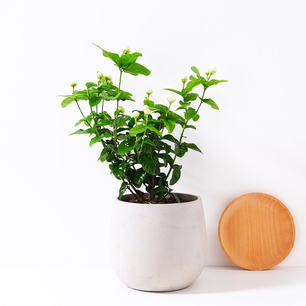 虎頭茉莉|重瓣茉莉| | 鸚鵡、烏龜、兔子、老鼠可食用 | 貓咪、狗狗安全 | 食用花 | 花是茉莉中最大的 |濃香|陽光植物