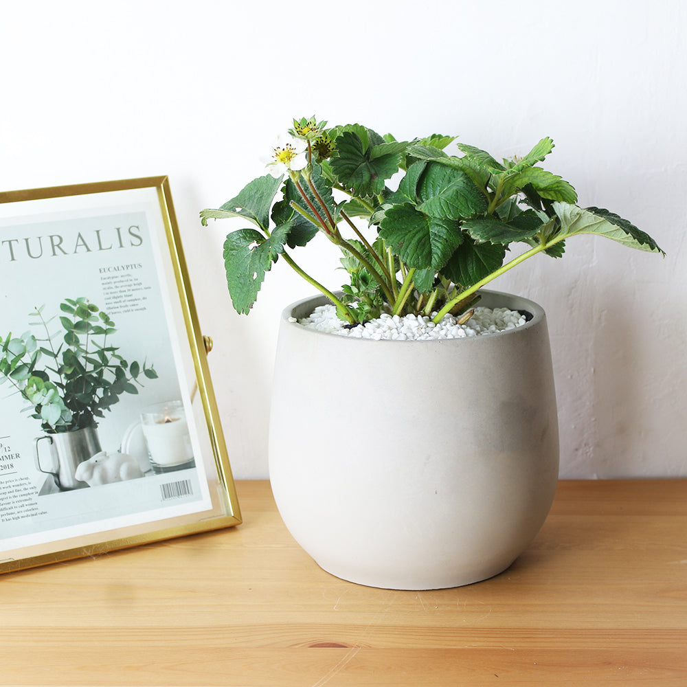 水蜜桃草莓| 水蜜桃的香氣 | 水蜜桃顏色的草莓 | 陽光植物