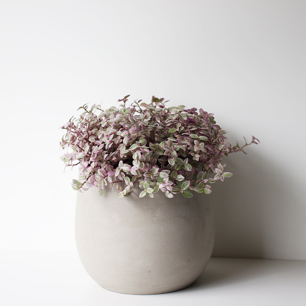 胭脂雲 | 粉紅淑女錦竹草 | 攀緣馬蹄蓮 | 陽光植物