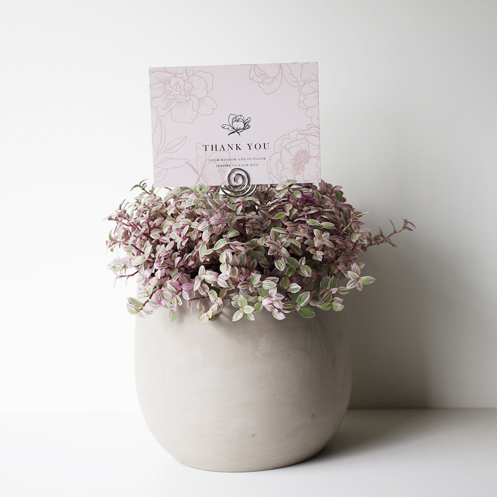 胭脂雲 | 粉紅淑女錦竹草 | 攀緣馬蹄蓮 | 陽光植物