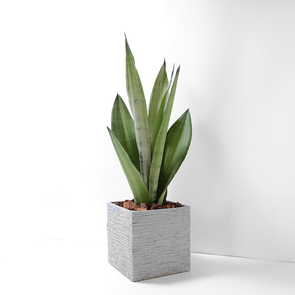 銀后虎尾蘭 | 兼具美麗與好照顧的特性 | 白玉虎尾蘭 | 室內植物
