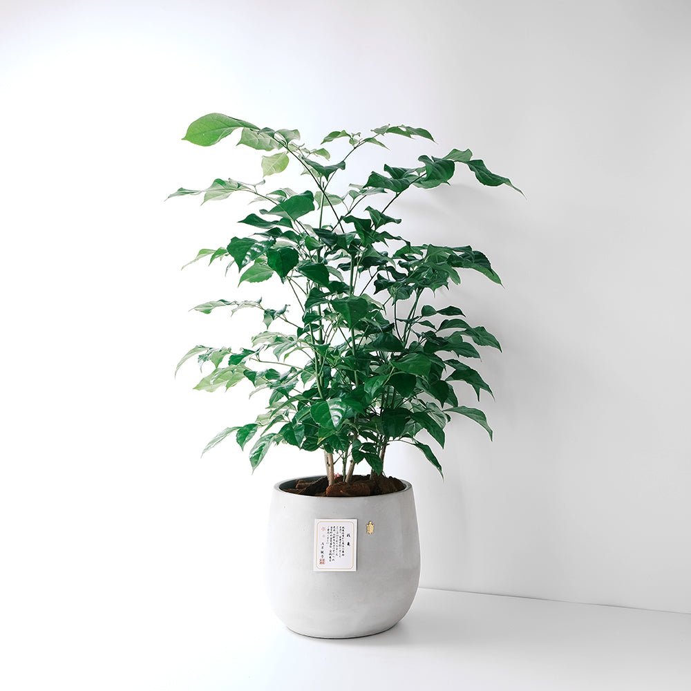 聚寶樹 | 旺旺樹 | 海南山菜豆 | 招財植物 | 會開花 | 室內植物