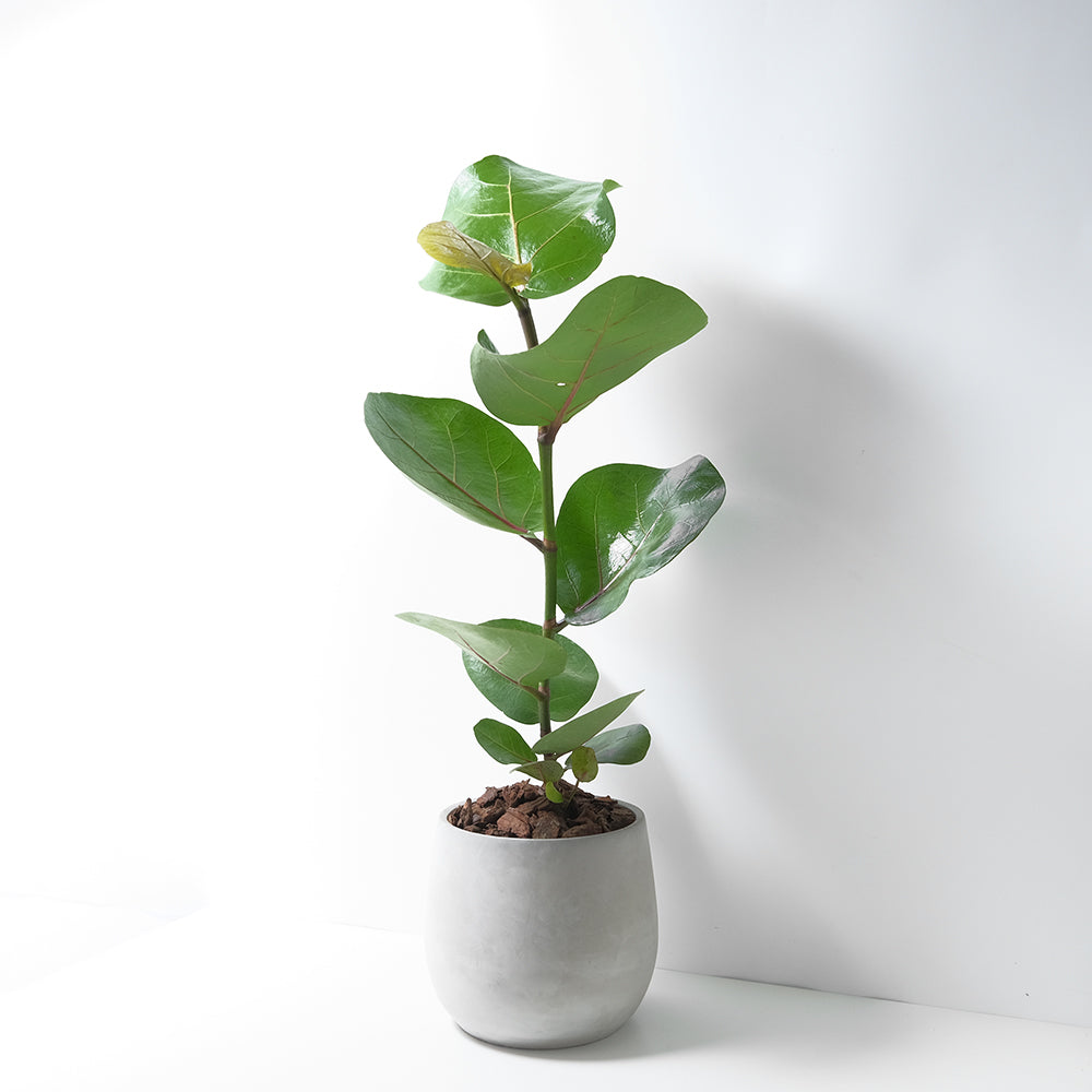 海葡萄 | 優雅氣息的葉片 | 海邊的葡萄 | 抗風強 | 陽光植物