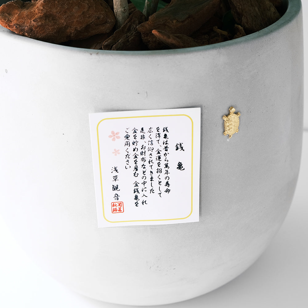 聚寶樹 | 旺旺樹 | 海南山菜豆 | 招財植物 | 會開花 | 室內植物