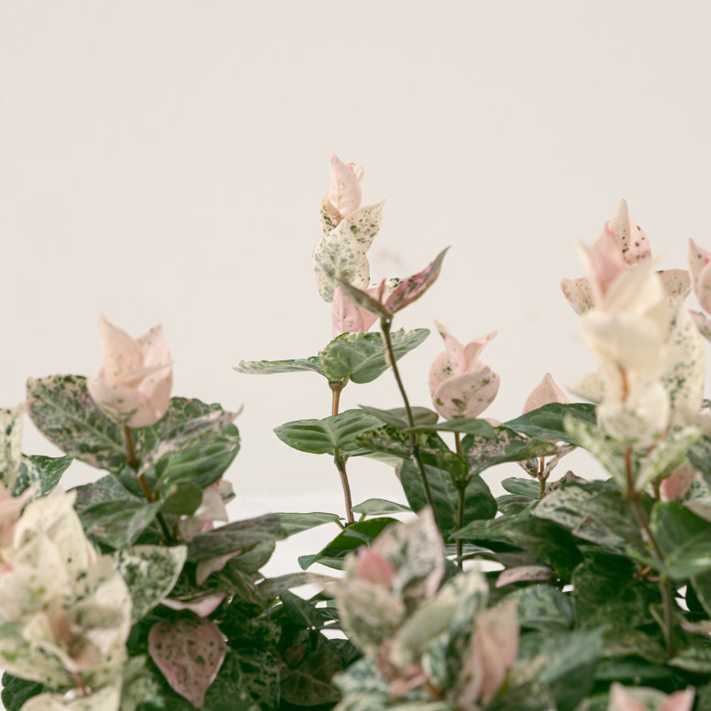 斑葉絡石|初雪葛 | 花葉洛石|陽光植物