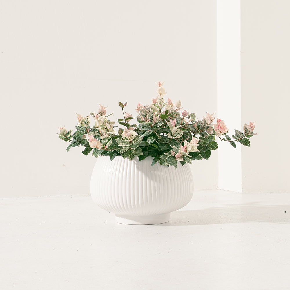 斑葉絡石|初雪葛 | 花葉洛石|陽光植物