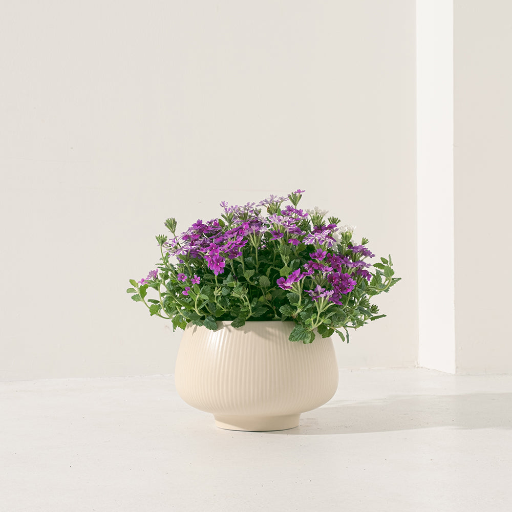 美女櫻 | 繽紛多色 | 花園馬鞭草 | 食用花 | 陽光植物