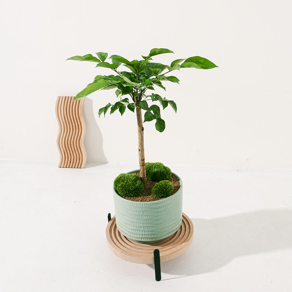 聚寶樹 | 旺旺樹 | 海南山菜豆 | 招財植物 | 會開花 | 室內植物