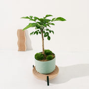 聚寶樹 | 旺旺樹 | 海南山菜豆 | 招財植物 | 會開花 | 室內植物