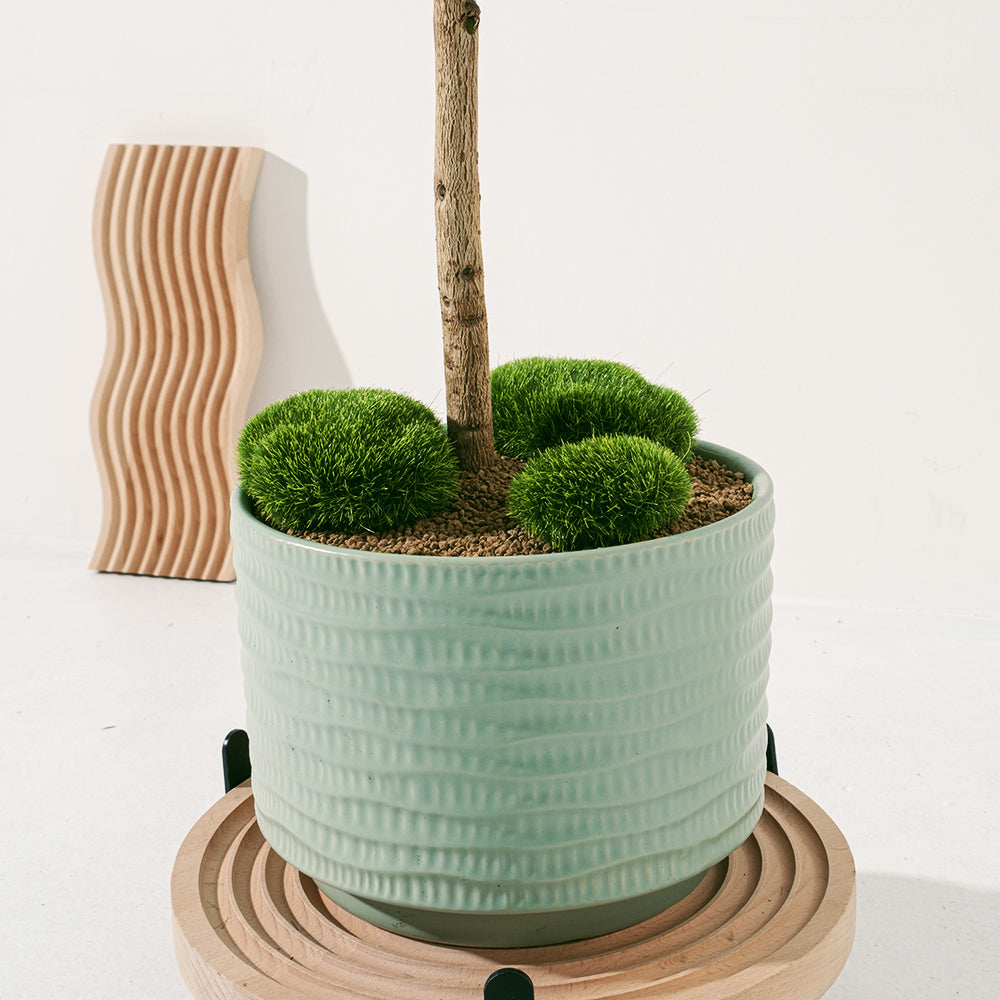 聚寶樹 | 旺旺樹 | 海南山菜豆 | 招財植物 | 會開花 | 室內植物