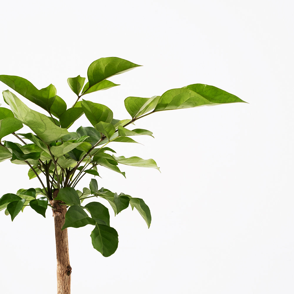 聚寶樹 | 旺旺樹 | 海南山菜豆 | 招財植物 | 會開花 | 室內植物