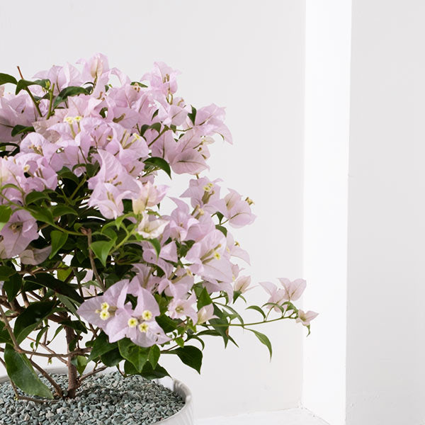 九重葛 | 三角梅 | 堅毅不拔、財運長久 | 南美紫茉莉 | 陽光植物