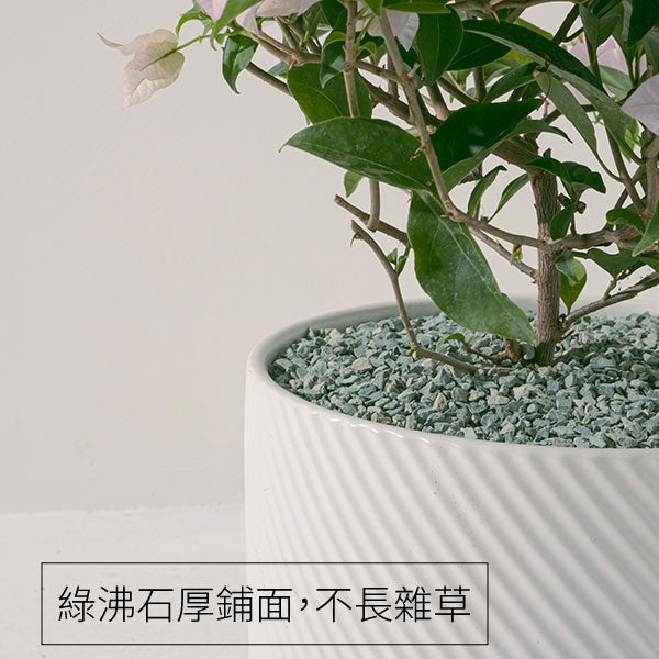 九重葛 | 三角梅 | 堅毅不拔、財運長久 | 南美紫茉莉 | 陽光植物