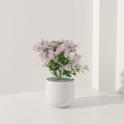 九重葛 | 三角梅 | 堅毅不拔、財運長久 | 南美紫茉莉 | 陽光植物