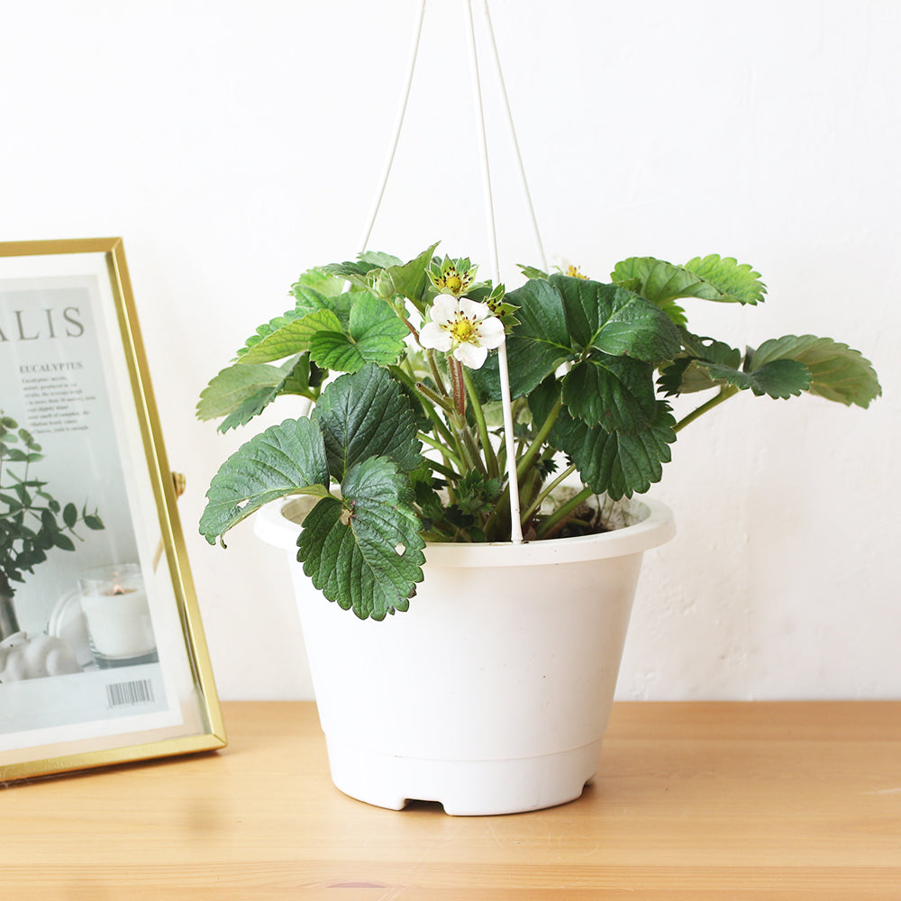 水蜜桃草莓| 水蜜桃的香氣 | 水蜜桃顏色的草莓 | 陽光植物