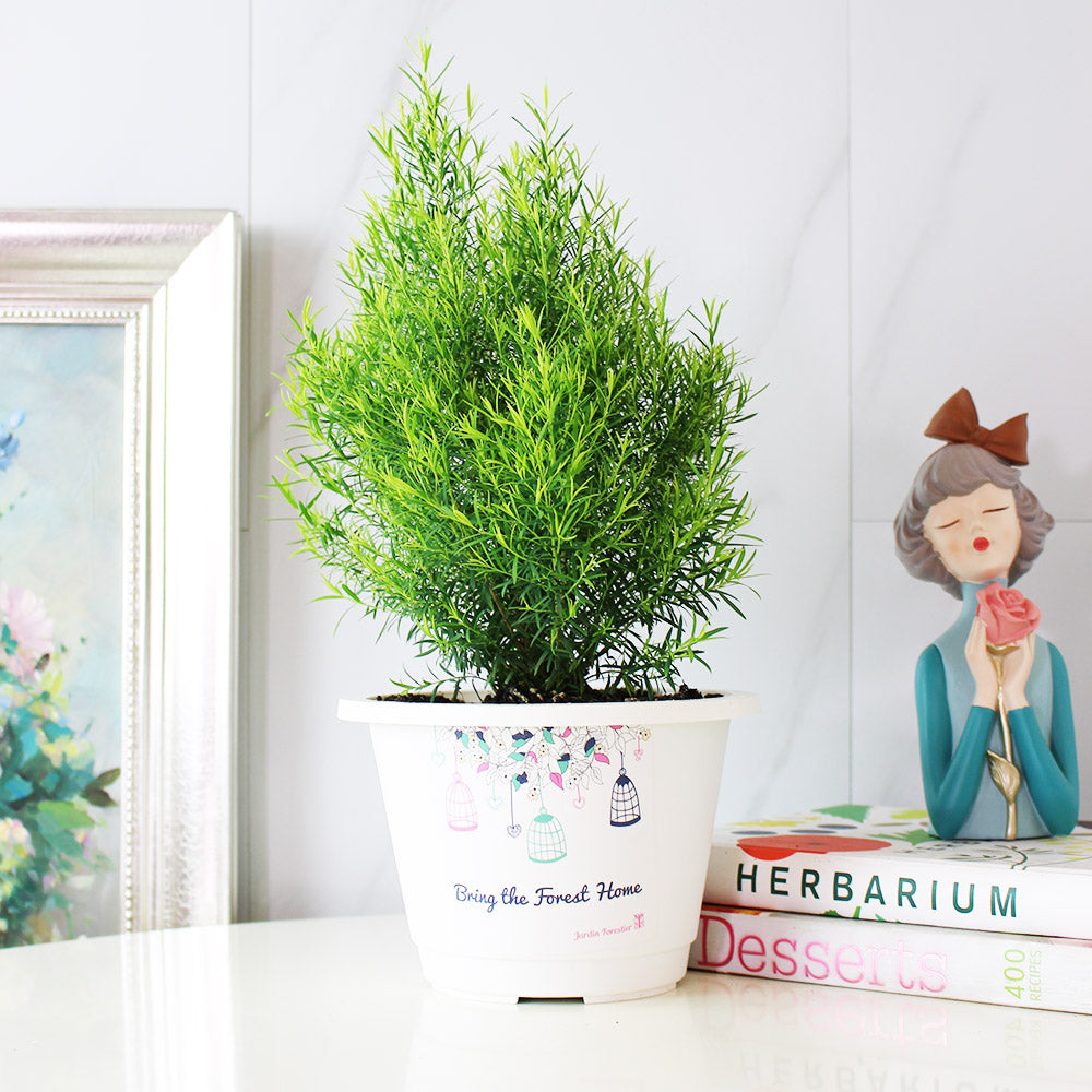 澳洲茶樹 | 天然沙威隆的味道 | 用手搓葉片就有香氣|陽光植物