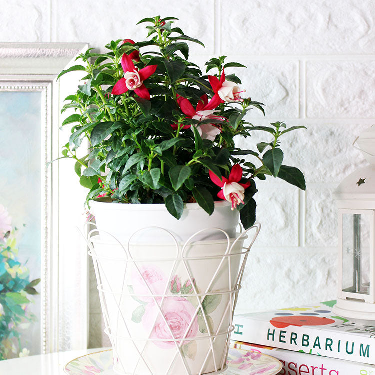 燈籠花 | 懸掛的小燈籠 |  吊鐘花 | 陽光植物