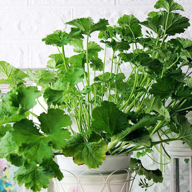 蘋果天竺葵盆栽|花和葉可泡茶|泡茶好喝|食用花|陽光植物