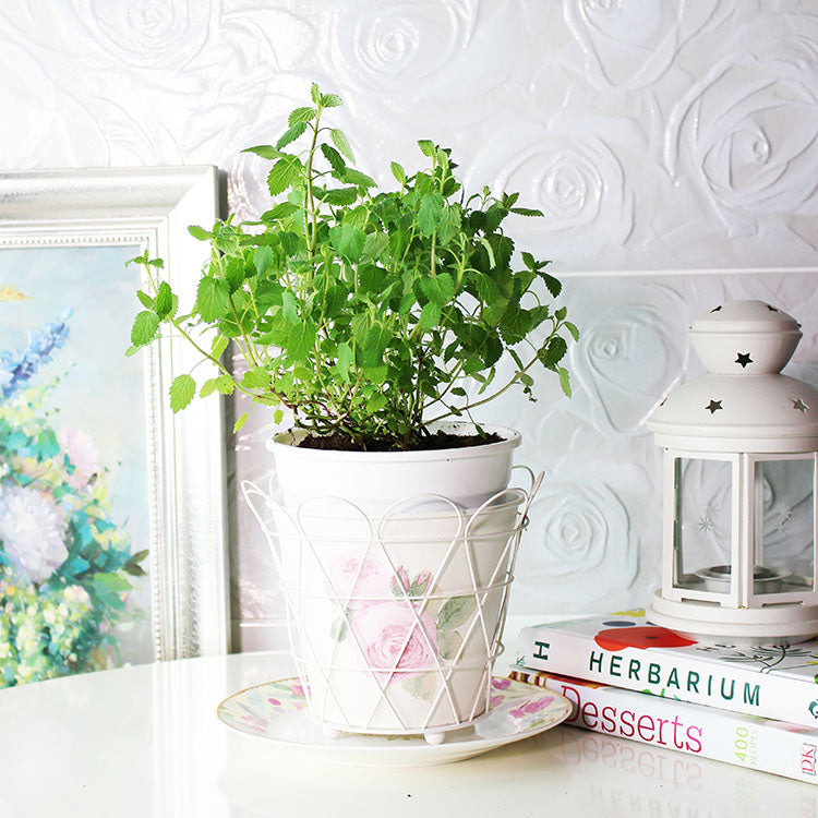 紫花貓薄荷|貓咪最愛|花和葉都可泡茶|食用花|陽光植物